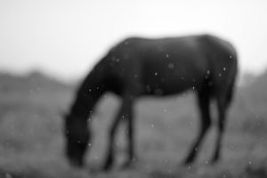 Horse in Havana