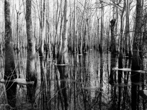 Mississippi Swamp In January